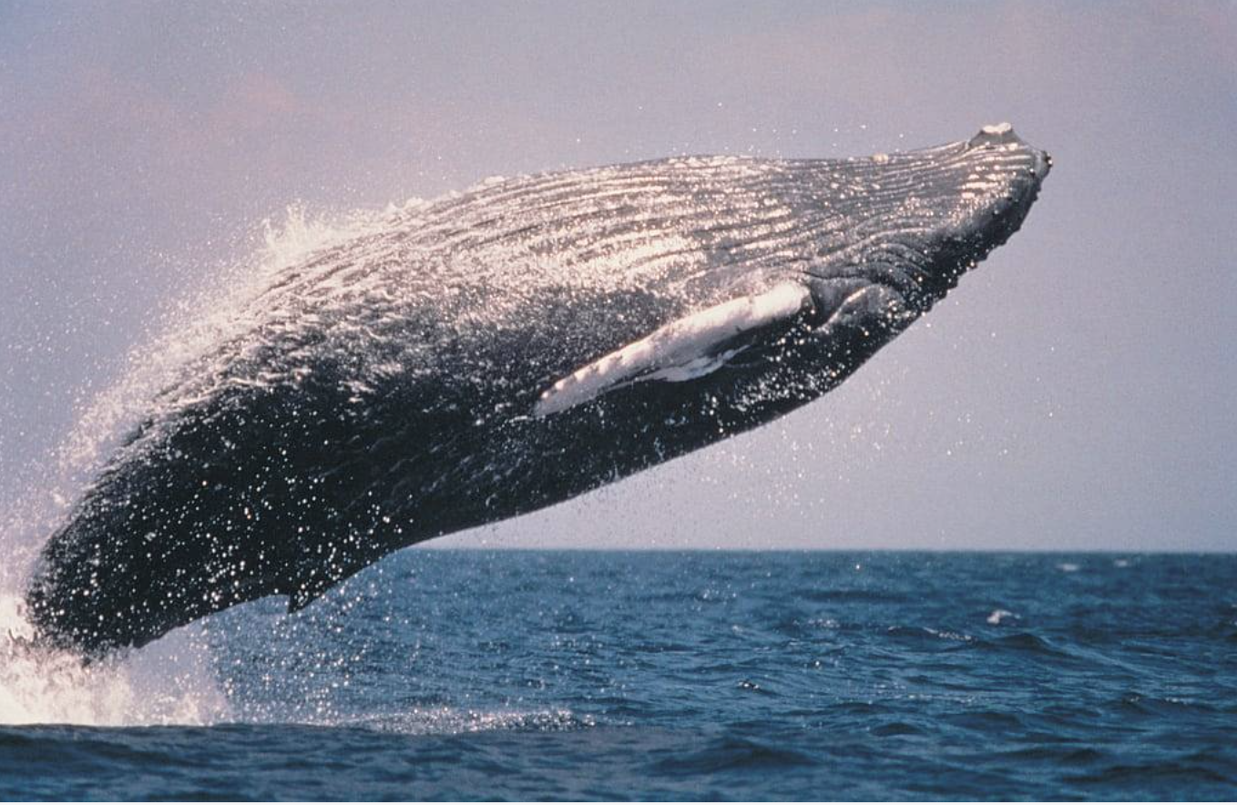 costa rica romantic sunset cruise